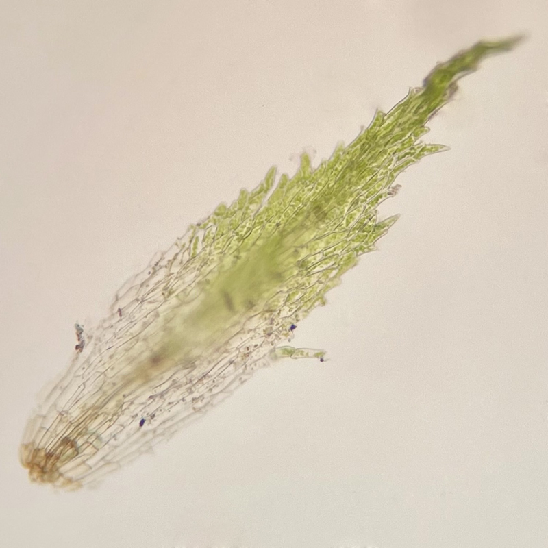 Ephemerum crassinervium